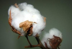 Хлопок Астрахани решит проблемы текстильной отрасли в Иваново