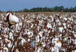 Хлопок Айзербайджана выходит на мировой рынок